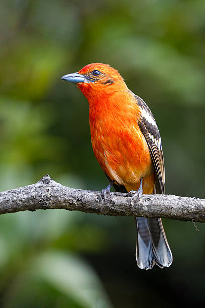 istock The flame-colored tanager, Piranga bidentata known as the stripe-backed tanager 2211564215