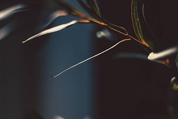 istock Minimalistic composition of green branch on green background 2211564483