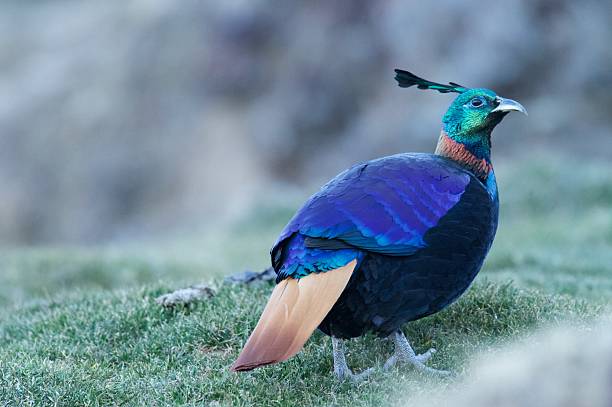 istock Himalayan Monal from chopta, uttarakhand 2211565604