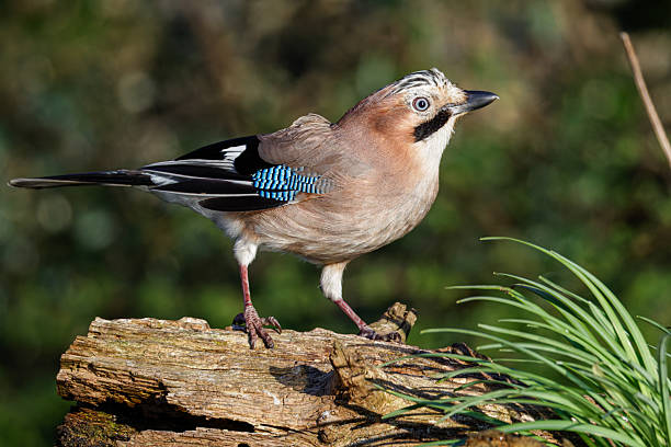 istock A Eurasian jay perched on a log with green foliage in the background. 2211565975