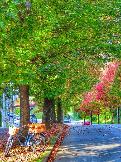 blue vintage retro style bicycle with wicker baskets on a street surrounded by beautiful trees that form a real tunnel with their green, yellow, orange, red and maple leaves on the stretch called Rua do Outono in the capital Curitiba, state of Paraná, Brazil