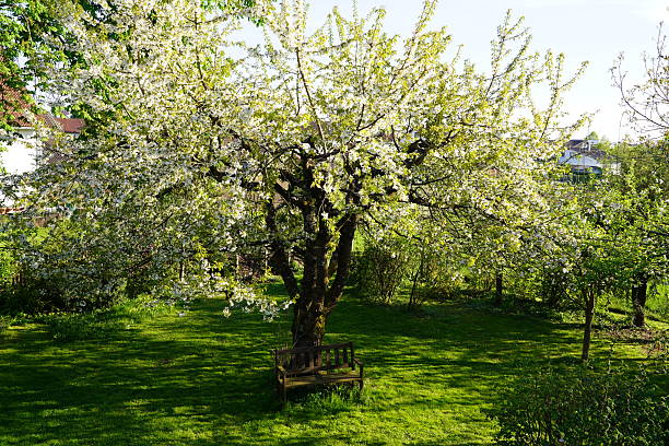 Wooden bench in the spring garden. A bench among the greenery. Romantic bench under a cherry blossom tree.
