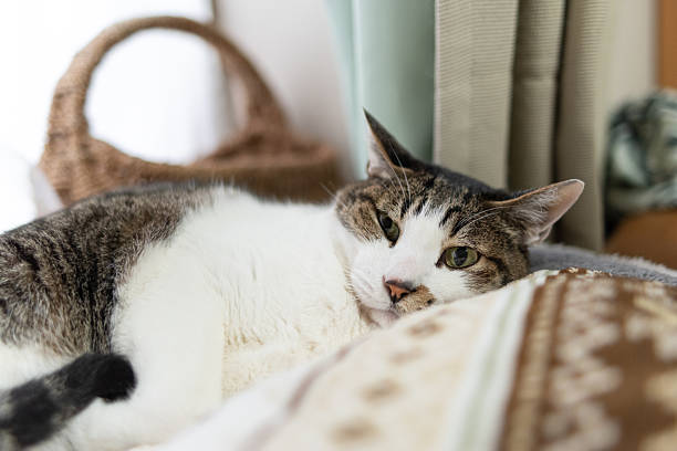 istock Cute cat relaxing by the window 2211567688