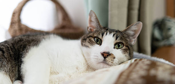 istock Cute cat relaxing by the window 2211567703