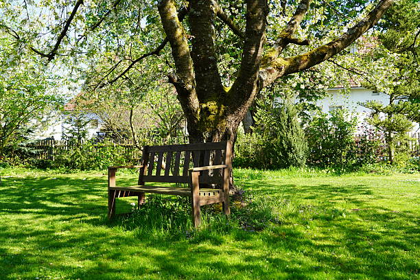 istock Wooden bench in the spring garden. A bench among the greenery. Romantic bench under a cherry blossom tree. 2211567886