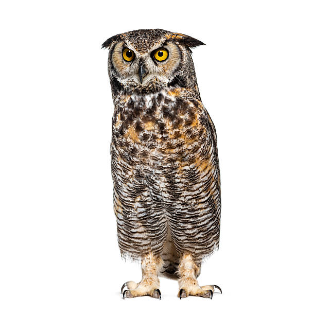 большая рогатая сова, bubo virginianus saturatus, или тигровая сова, стоит и смотрит вниз своими большими желтыми глазами, изолированными на белом - виргинский филин стоковые фото и изображения