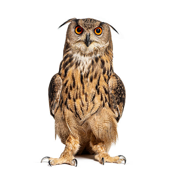 istock Expressive Eurasian Eagle-Owl, Bubo bubo, looking at the camera, isolated on white 2211567986