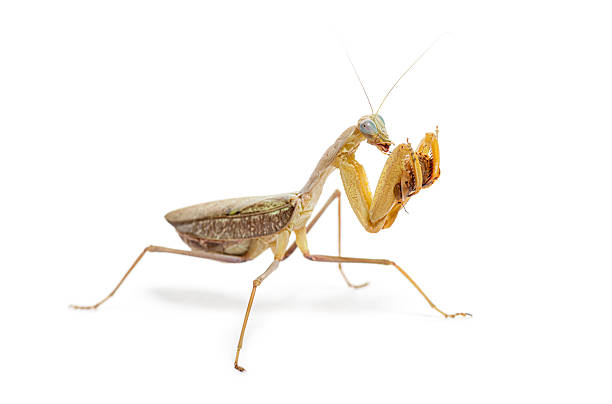 istock Side view of a praying mantis eating an insect, Sphodromantis specie, isolated on white 2211567998