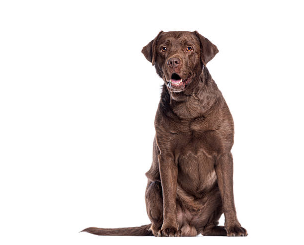 istock Chocolate labrador retriever sitting and panting on white background 2211568008