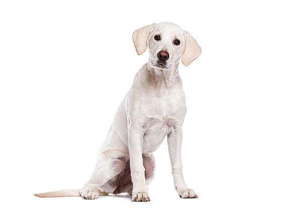 Young labrador retriever puppy sitting and looking attentive, isolated on a seamless white background
