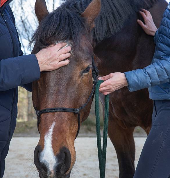 istock Horse wispherer. Horse coach. Equestrian 2211568321