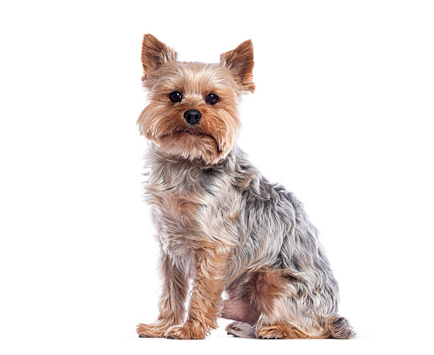 istock Yorkshire terrier sitting and looking at the camera on white background 2211568325