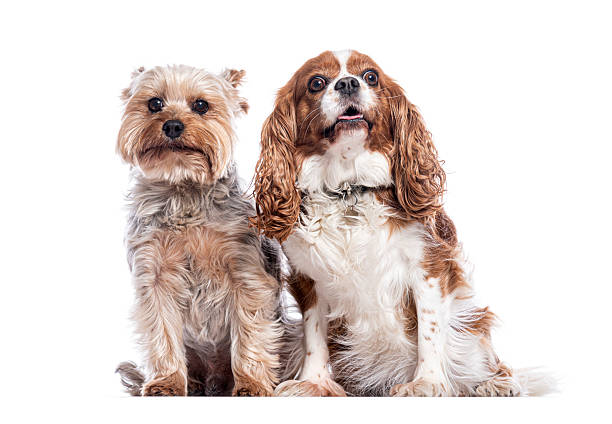 istock Yorkshire terrier and cavalier king charles spaniel sitting together on white background 2211568373