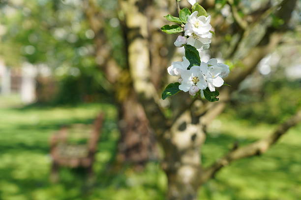 Early spring in Europe. A blooming apple tree. An apple tree blooms in the garden. An apple tree blooms against a blue sky.