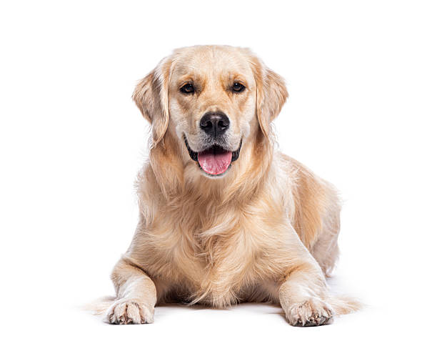istock Golden retriever lying down and panting on white background 2211568661