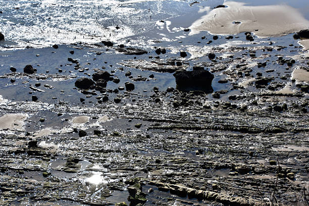 istock Tide Pools at the Carpinteria Tar Pits 2211568873
