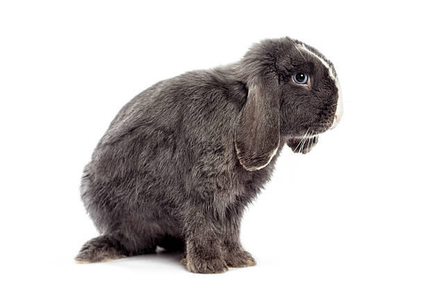 Studio shot of an adorable grey mini lop rabbit sitting against a white backdrop