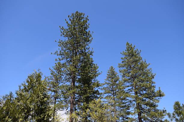 istock Tall pine trees under a clear blue sky. 2211569196