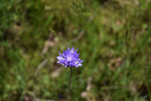 istock Blue wildflower in a forest 2211569224