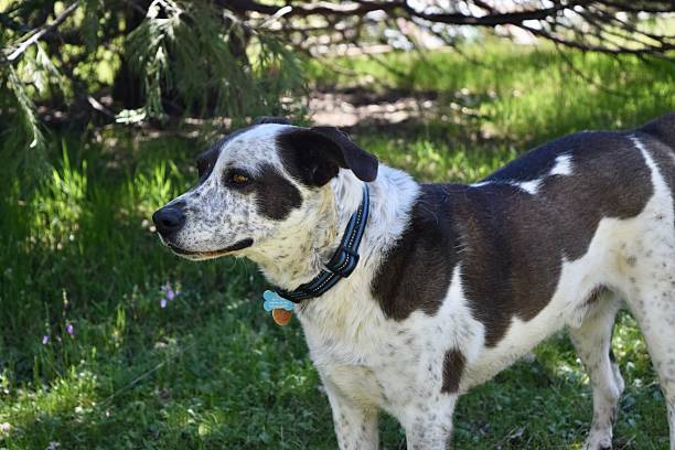 istock Spotted dog in nature 2211569290
