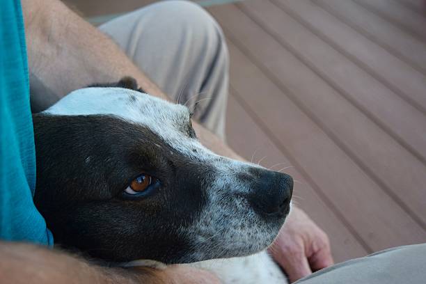 Dog resting its head on owner's lap on a wooden deck outdoors