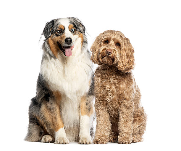 istock Australian shepherd and labradoodle sitting together on white background 2211569829