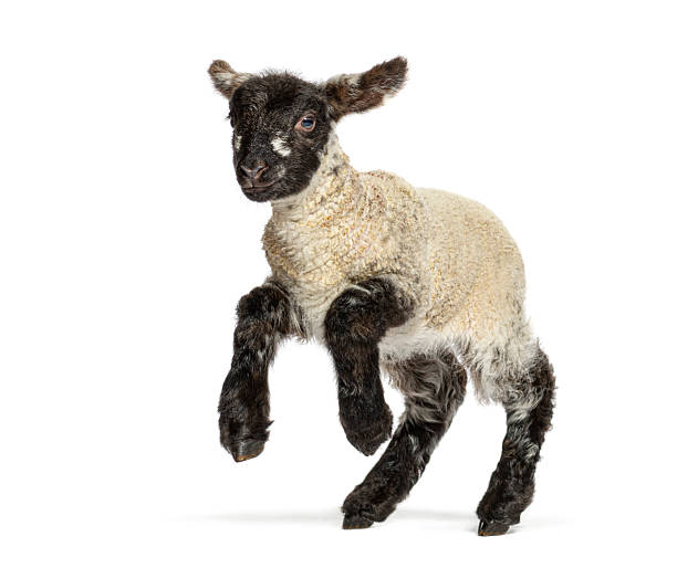 istock Cute lamb jumping on white background 2211570060