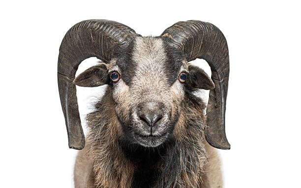 istock Cameroon sheep posing on white background, showing its horns 2211570302