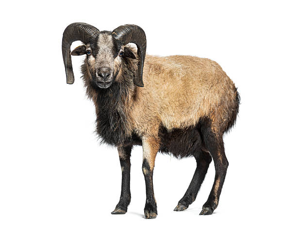 istock Cameroon sheep standing on white background, full length view 2211570303