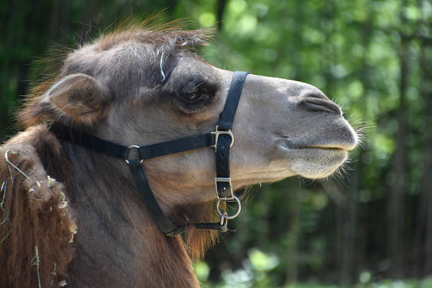 istock Close Up Look at a Camels Face 2211570318