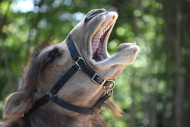 Camel smiling