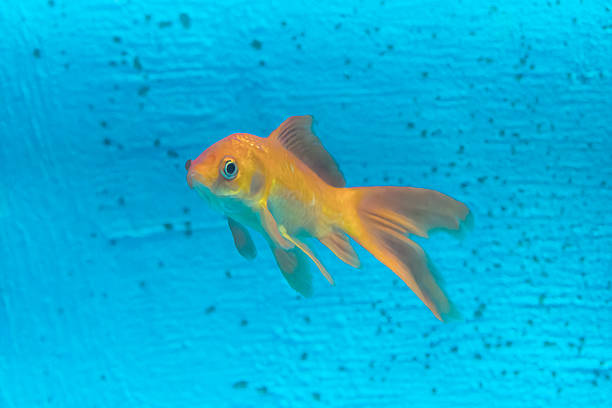 Single orange goldfish swimming on a yellow background seen from the side