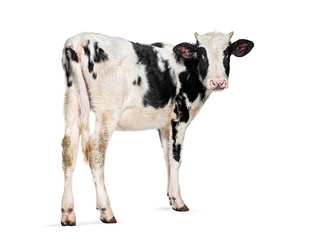 istock Young black and white calf standing on white background 2211570930