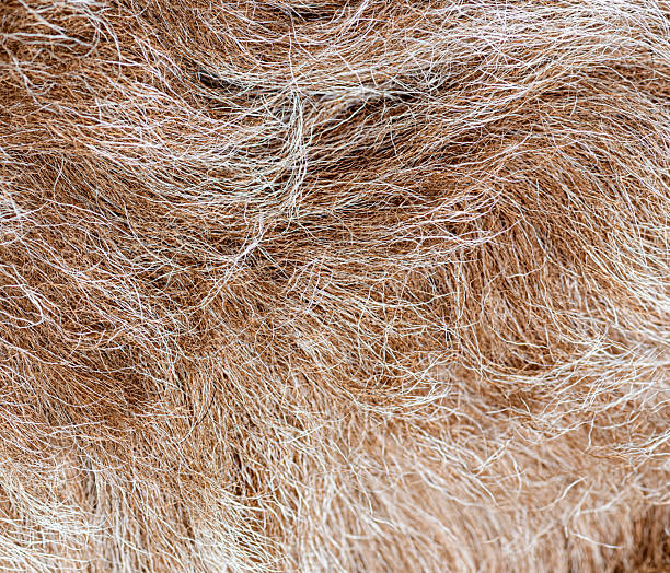 istock Close up showing soft brown and white animal fur texture 2211570931