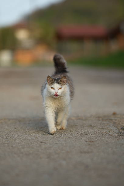 istock A striking medium-haired cat with white, grey, and black markings walks directly towards the viewer on a paved surface 2211572017