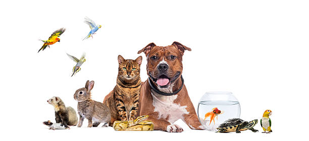 istock Large group of pets posing together on white background 2211572324