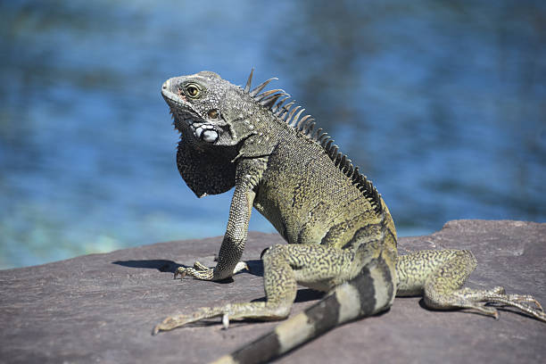 istock Common Iguana Sunning on a Rock in Aruba 2211572698