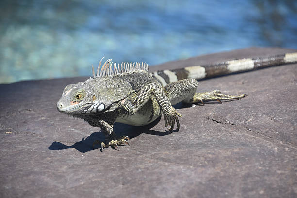 istock Grey Iguana on a Rock in the Summer 2211572734