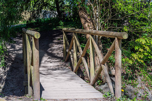 forest trail track footpath through lush green woodland