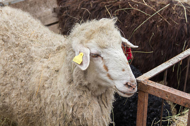 Close-up shot of a sheep's face on an open farm in day light.