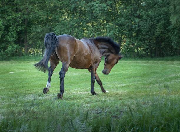 Horse Running