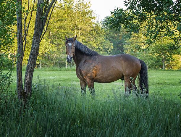 Icelandic Horses in the Natural Landscapes of Iceland, Showing Riding Culture and Rural Scenery