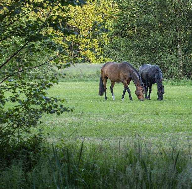 Two horses in the Cades Cove herd socialize in the Great Smoky Mountains National Park.