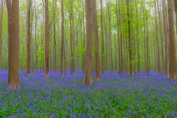 Wild Hyacinth flowers blossoming in a bluebell forest with Beech trees during springtime in the Hallerbos in Belgium.