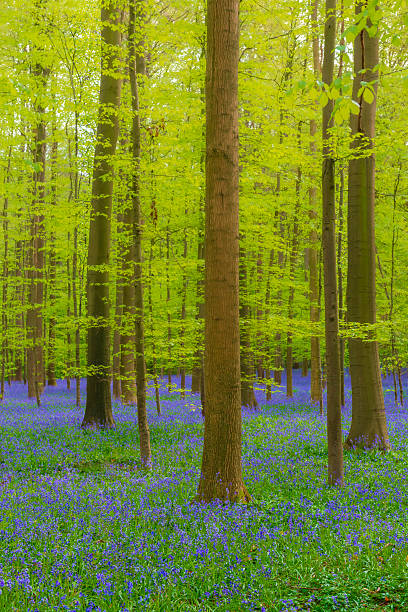 istock Forest springtime landscape with Bluebell flowers 2211576142