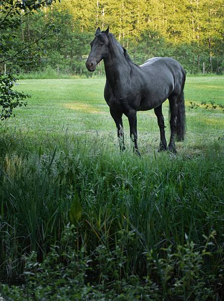 istock Grazing and running horses in a meadow surrounded by trees. 2211576240