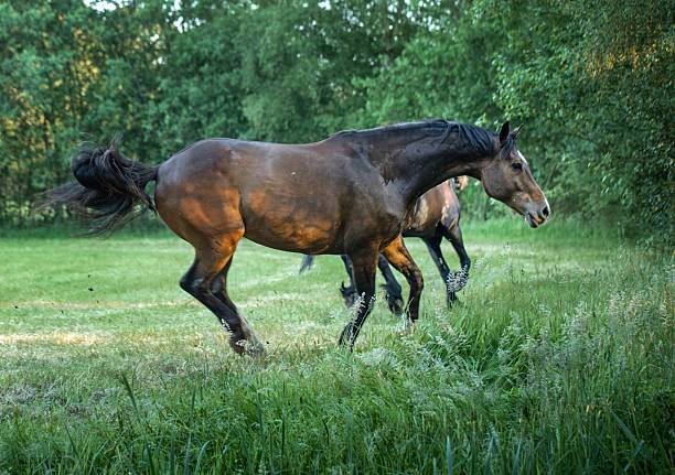Group of horses are feeding on grass at sunset.German countryside.
