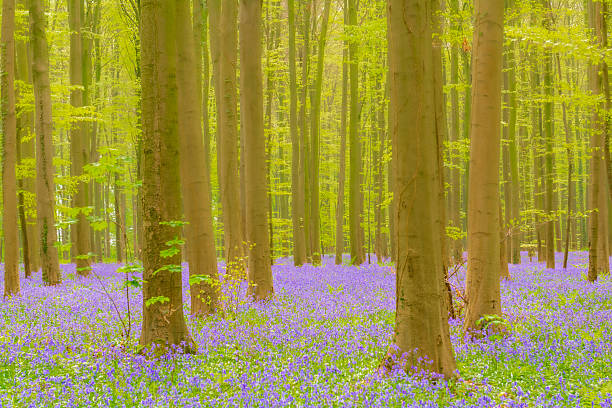 istock Forest springtime landscape with Bluebell flowers 2211576292