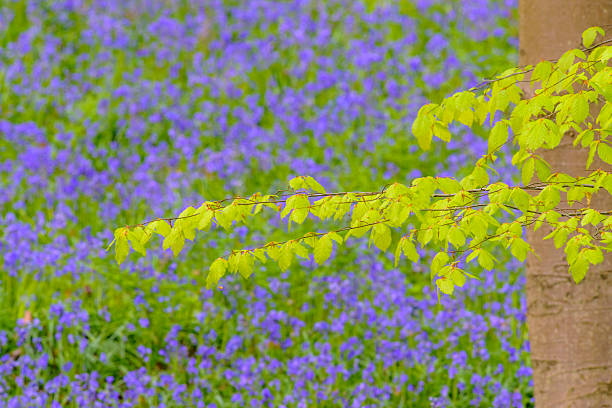 Wild Hyacinth flowers blossoming in a bluebell forest with Beech trees during springtime in the Hallerbos in Belgium.