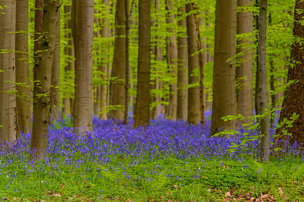Wild Hyacinth flowers blossoming in a bluebell forest with Beech trees during springtime in the Hallerbos in Belgium.